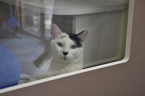 Cat Haven WA