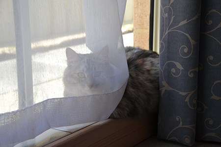 Rockingham Aged Care Home Hall & Prior Malibu Vet cat