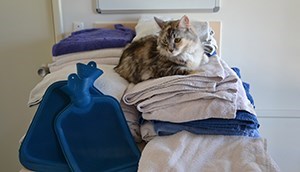 Rockingham Aged Care Home Western Australia donation to Malibu Veterinary Hospital Safety Bay